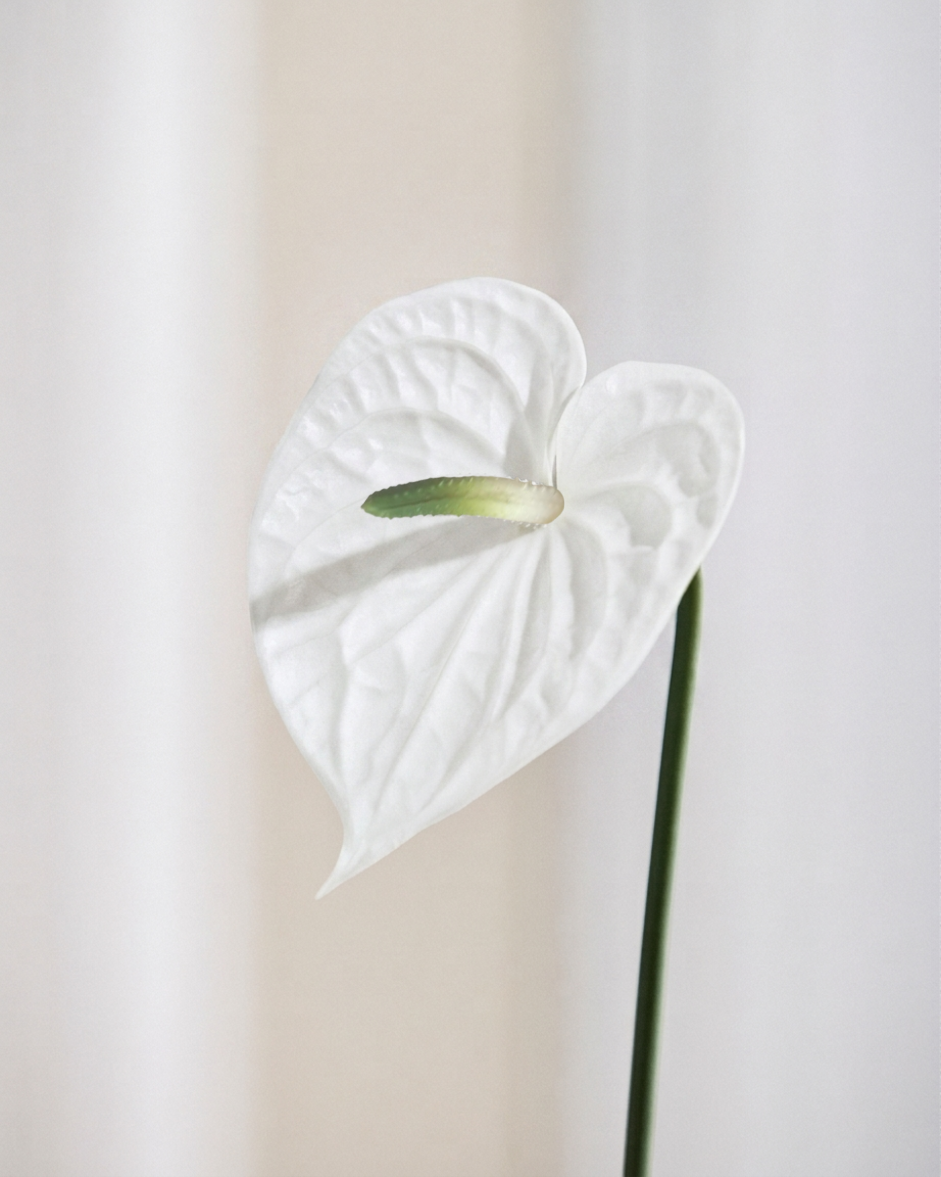 Anthurium - Hvid