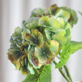 Stor Hortensia Blomst - Støvet Grøn