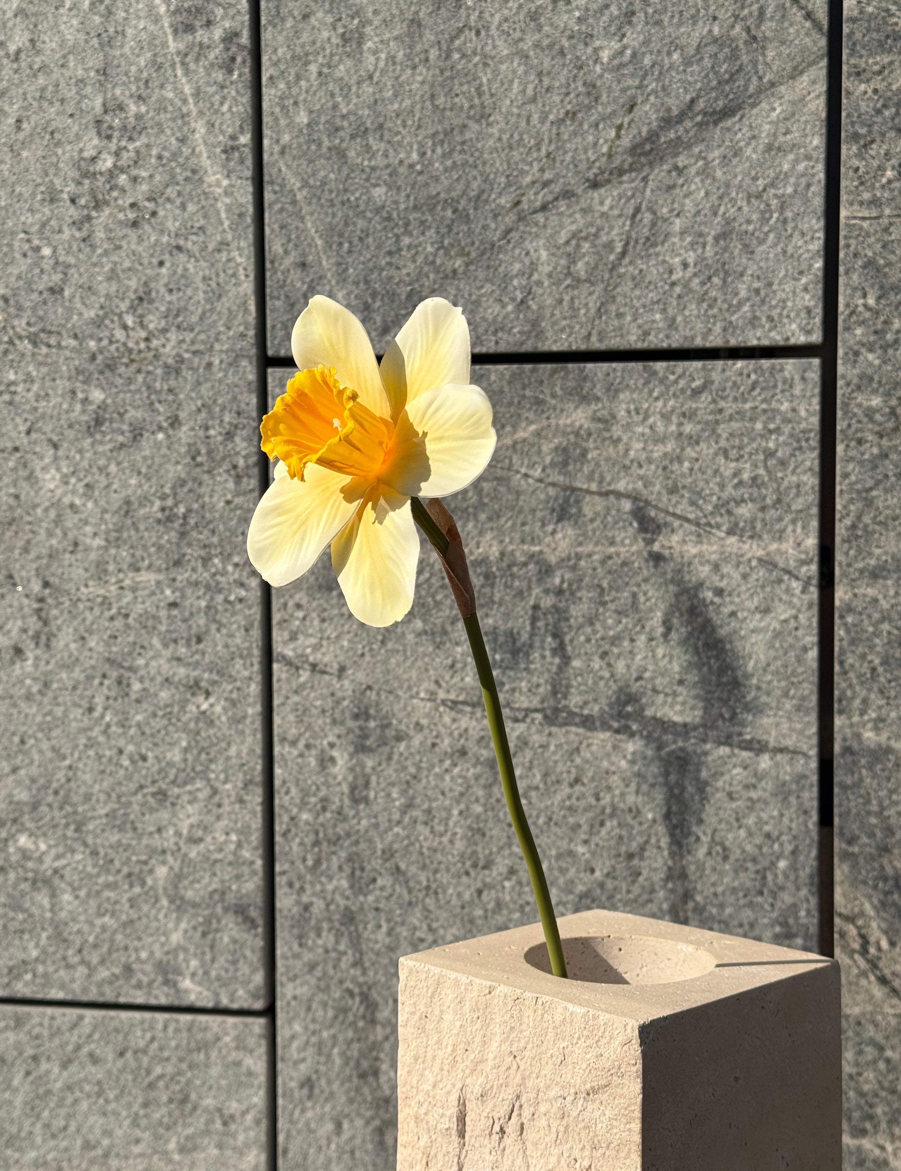 Påskelilje Blomst