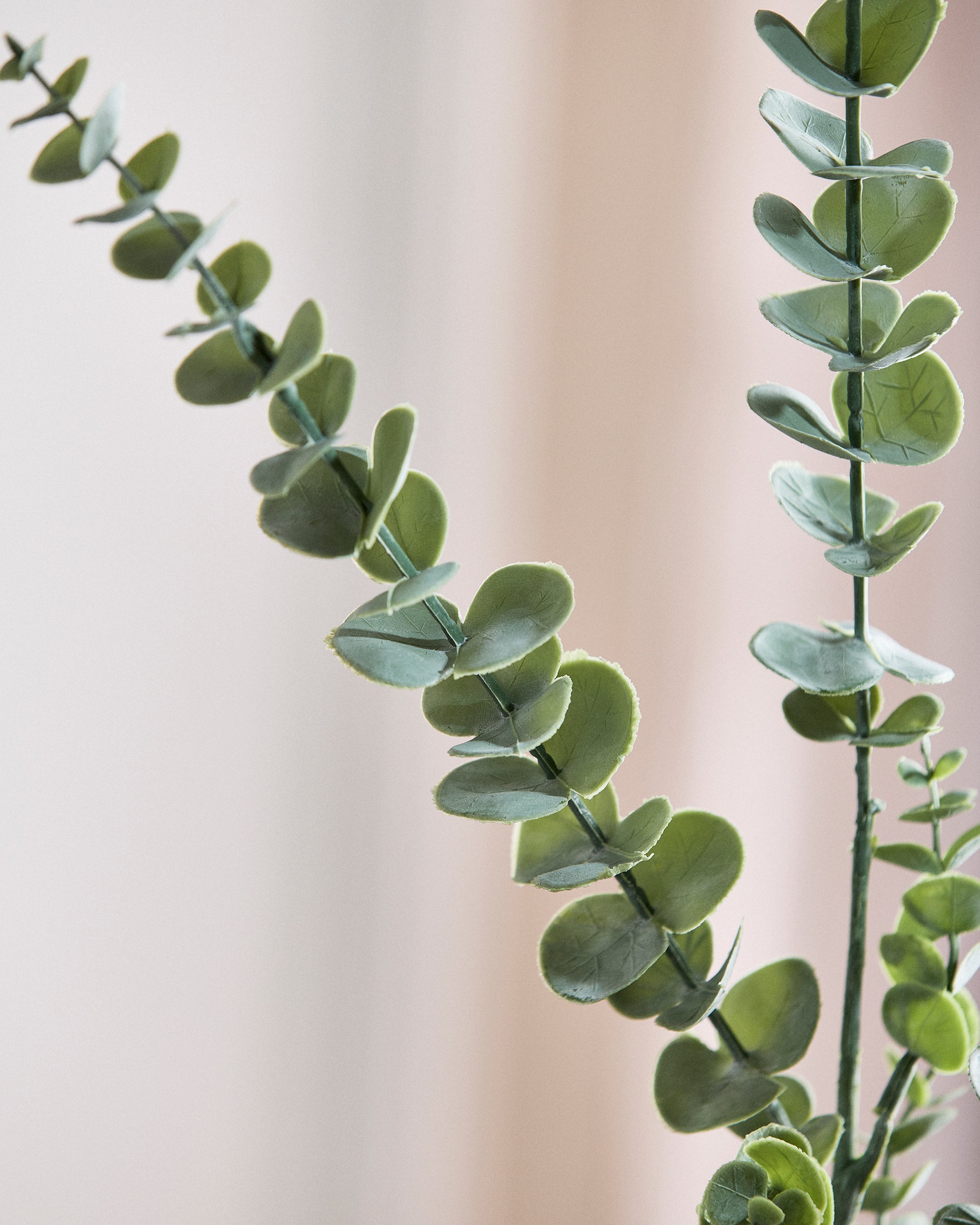 Eukalyptus Blade "Baby Blue"