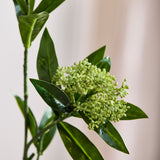 Skimmia Bærgren - Grøn