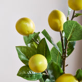 Citrongren – med citroner