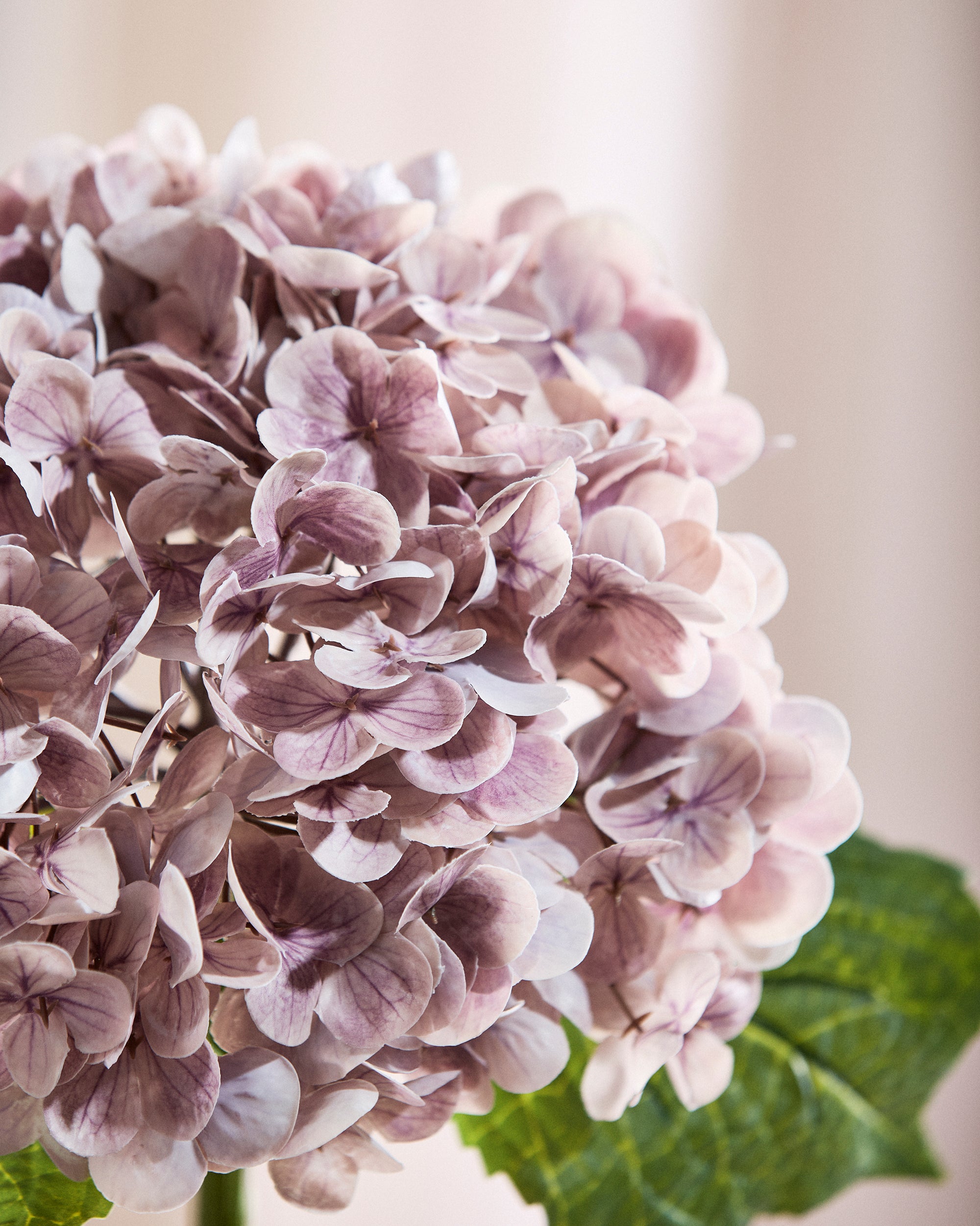Hortensia Blomst - Lilla