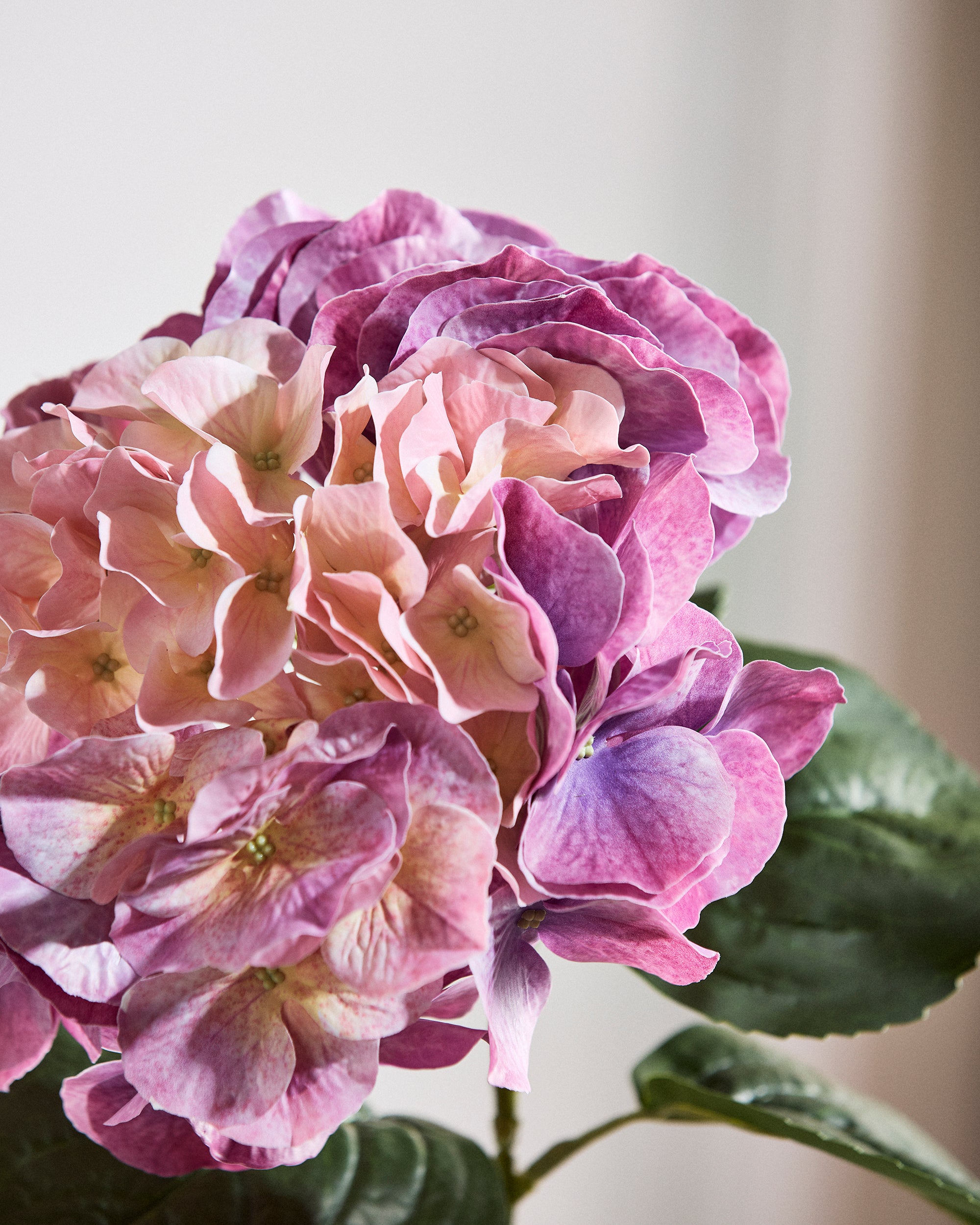 Stor Hortensia Blomst - Violet