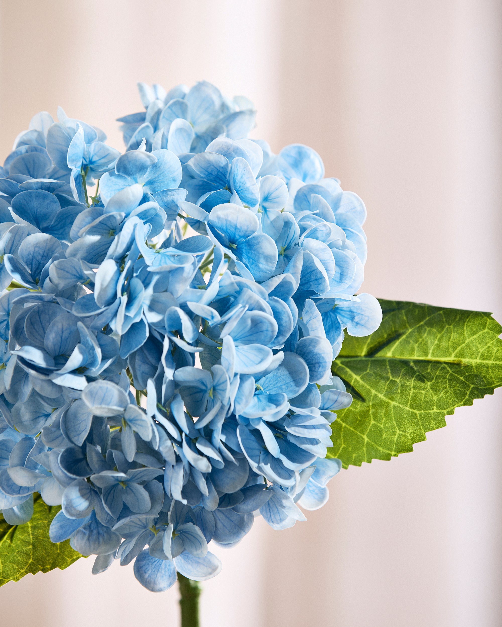 Hortensia Blomst - Blå