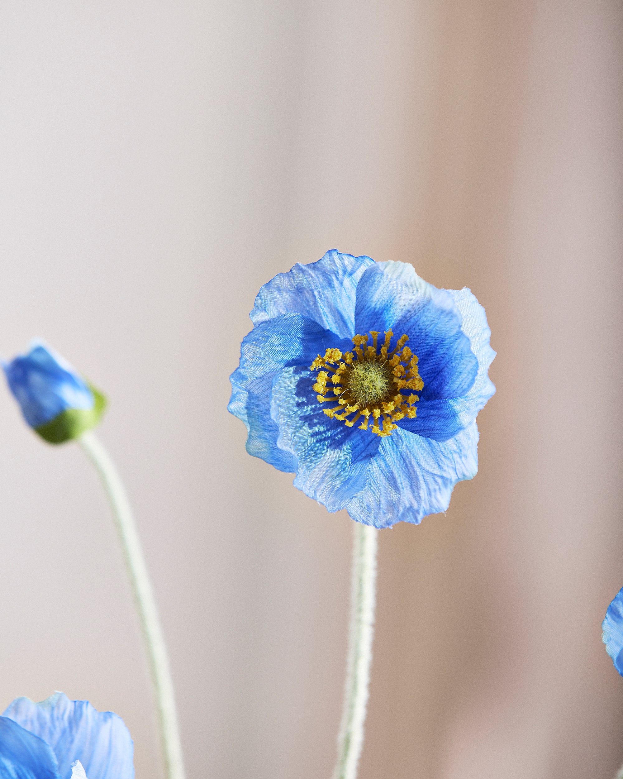 Valmue Blomst - Mørkeblå