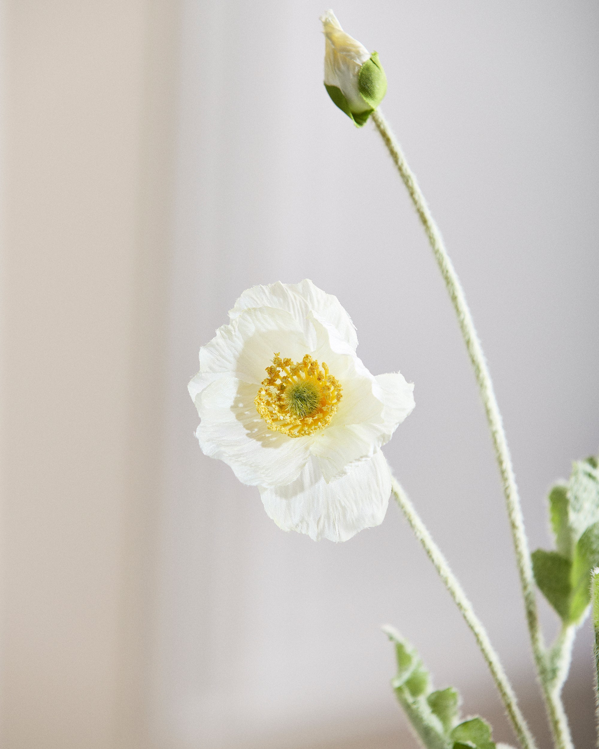 Valmue Blomst - Hvid