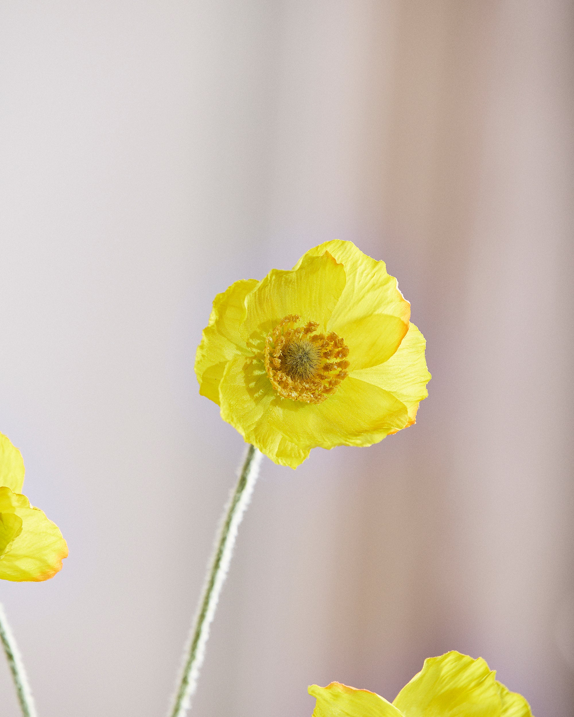 Valmue Blomst - Gul