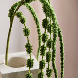 Amaranthus Rævehale, 6 grene - Mørkegrøn
