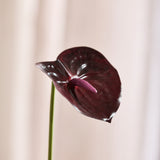 Anthurium - Bordeaux
