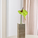 Stor Hjerteformet Flamingo Anthurium - Grøn/Lyserød