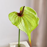 Stor Hjerteformet Flamingo Anthurium - Grøn/Lyserød