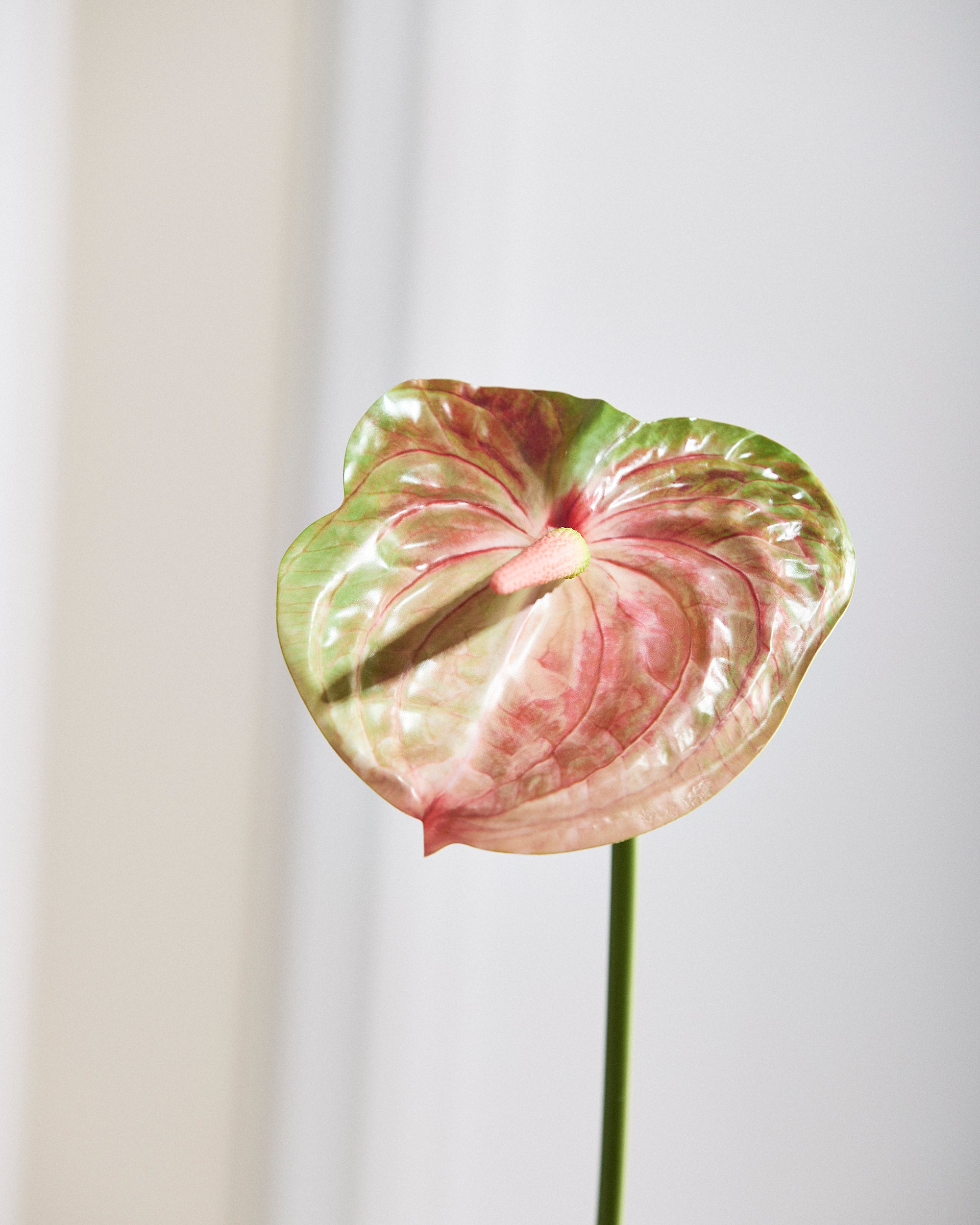 Anthurium - Blush