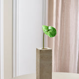 Anthurium - Grøn