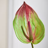 Stor Spids Flamingo Anthurium - Grøn/Pink