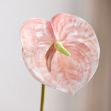 Anthurium Flower -  Peach