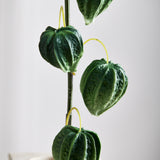 Chinese Lantern Physalis Peruviana Fruit Berries