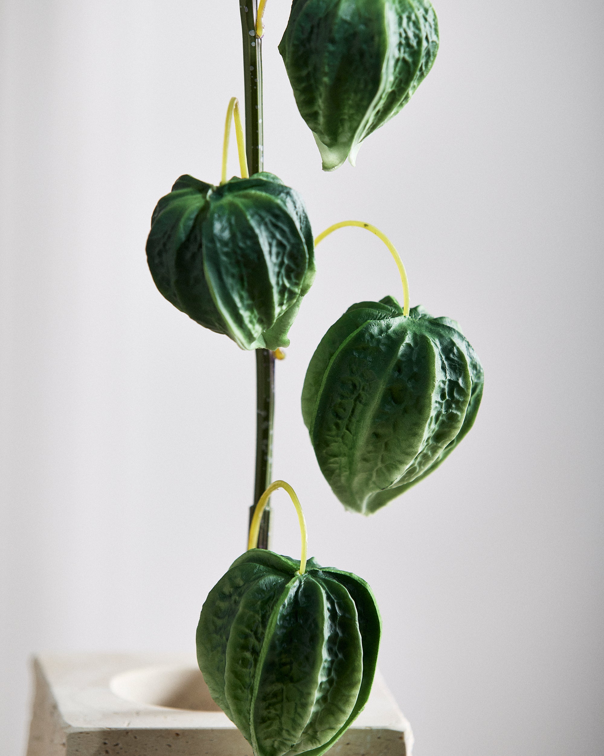 Chinese Lantern Physalis Peruviana Fruit Berries