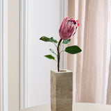 Protea - Bordeaux