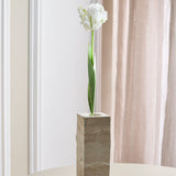 Papegøje Tulipan