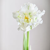 Papegøje Tulipan