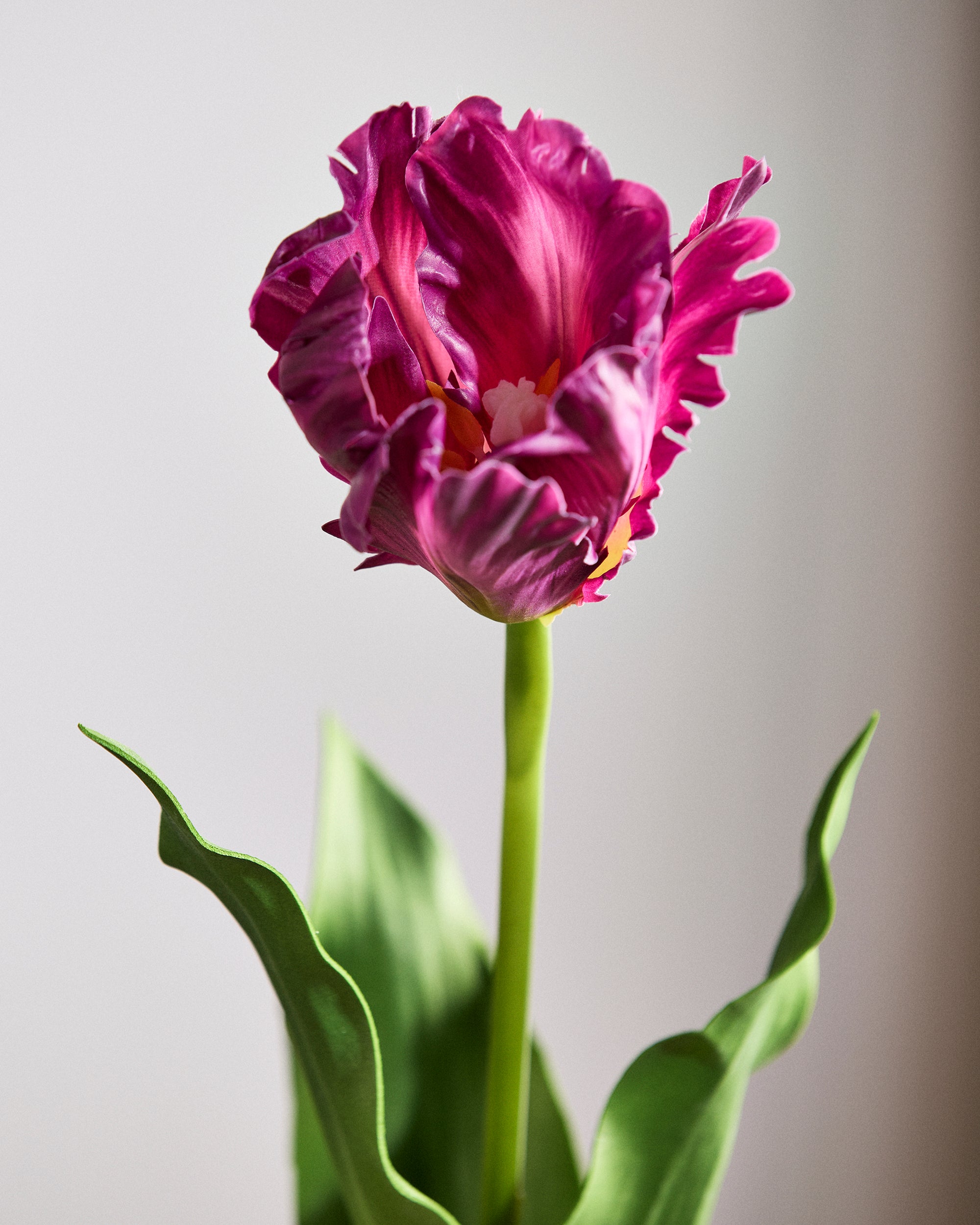 Papegøje Tulipan - Lilla