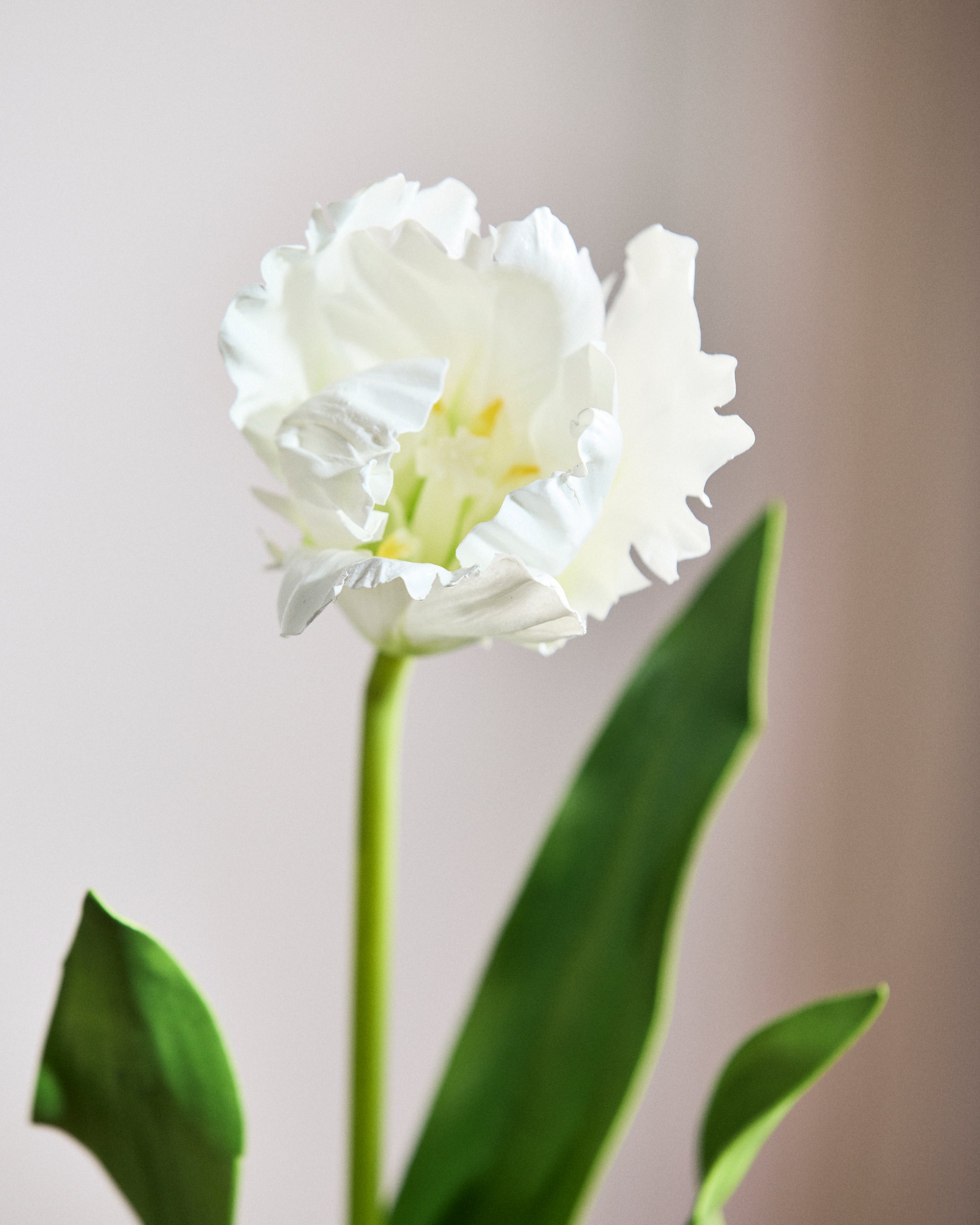 Papegøje Tulipan - Hvid