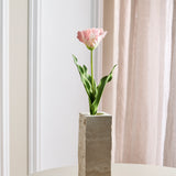 Papegøje Tulipan - Pink
