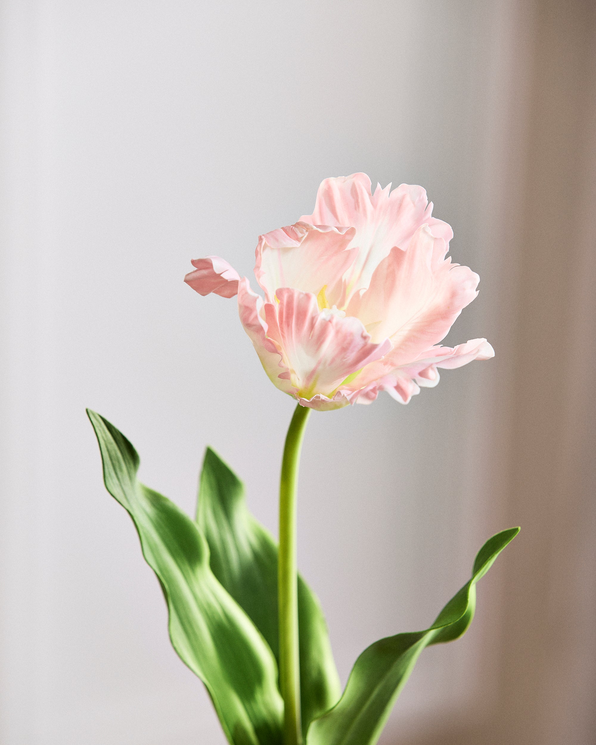 Papegøje Tulipan - Pink
