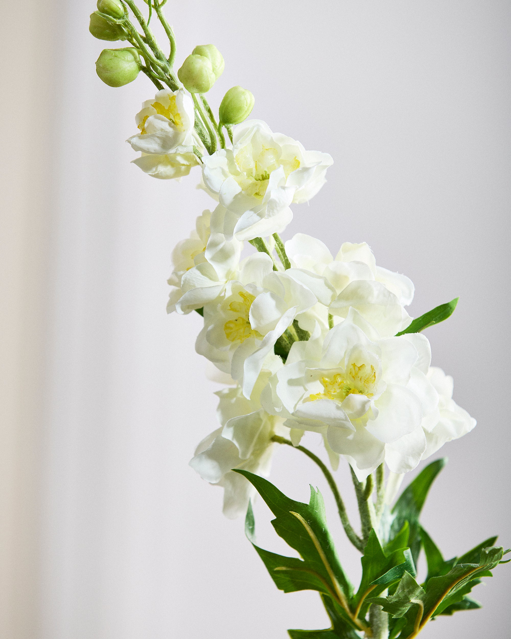 Ridderspore Blomst - Hvid