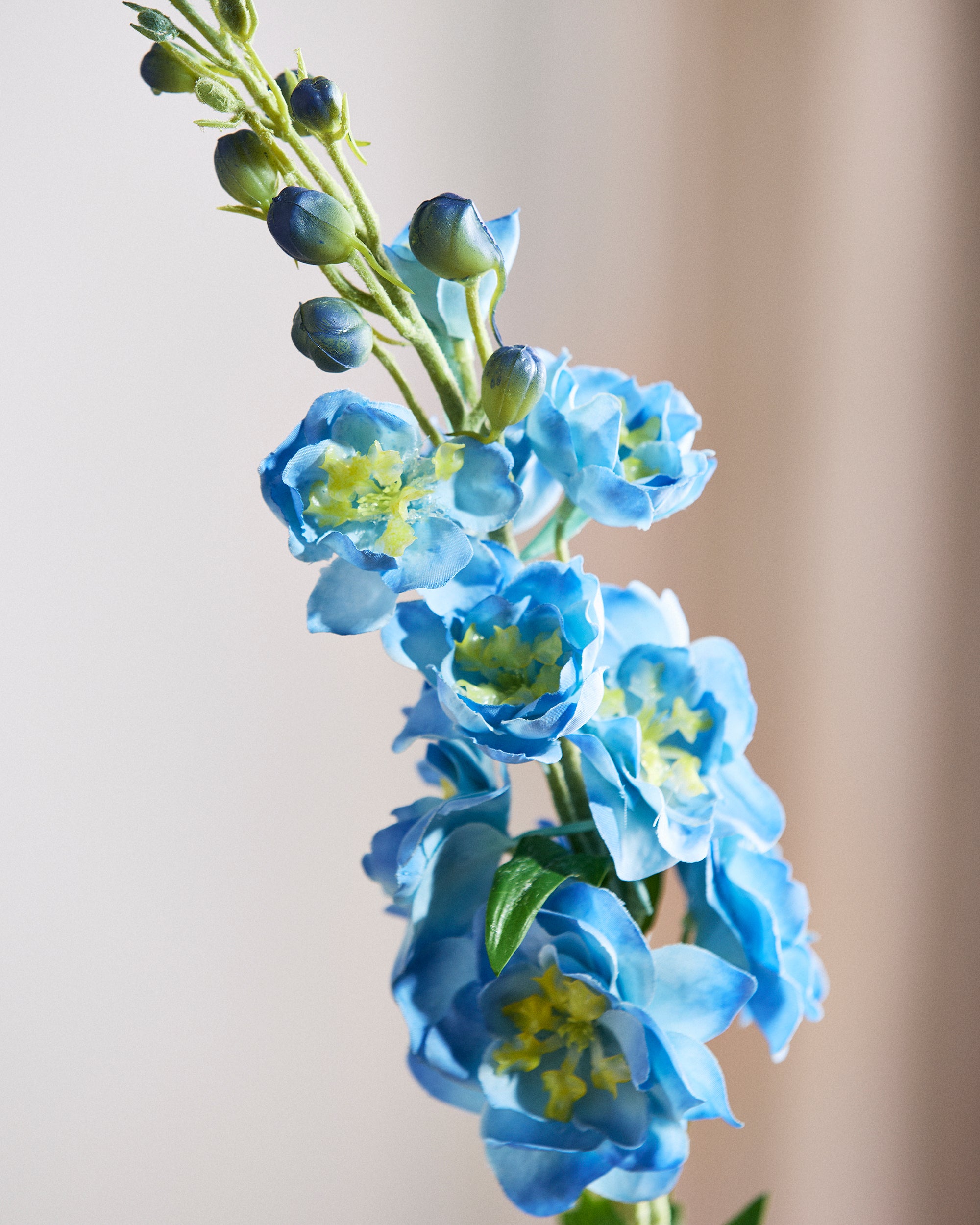 Ridderspore Blomst - Blå
