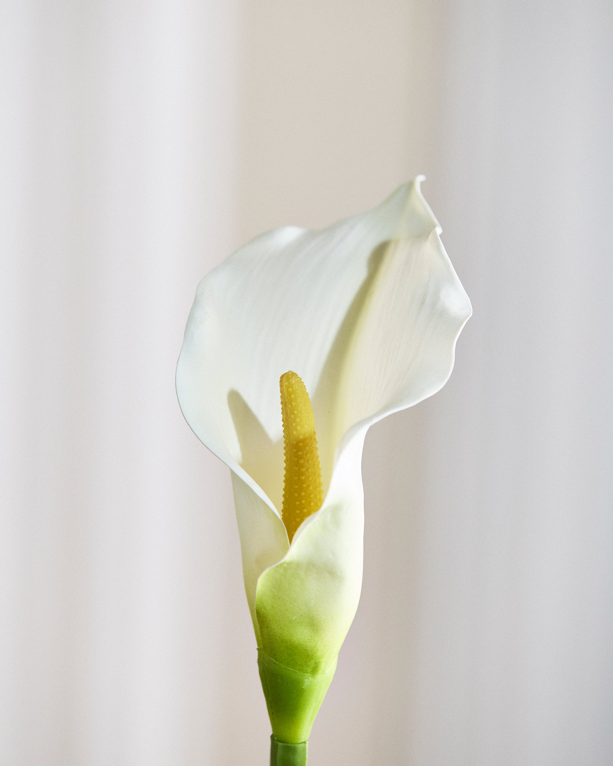 Calla Lilje Blomst - Hvid