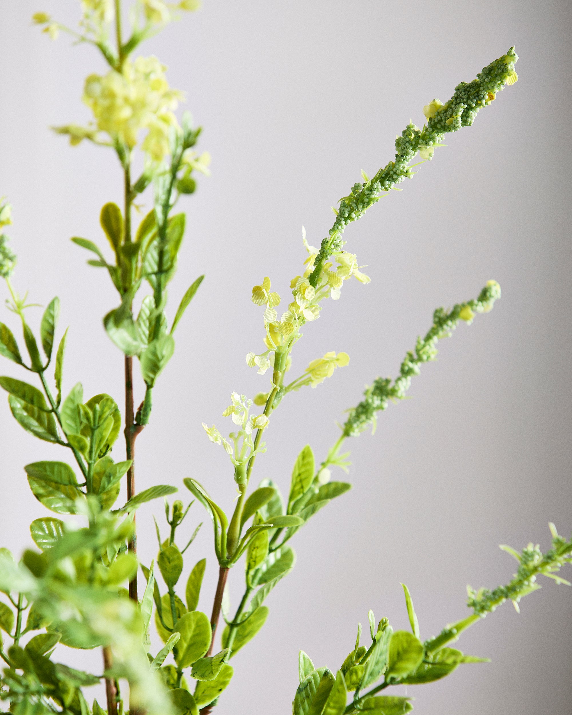 Salvie Blomst - Gul