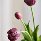 Luksus Tulipan Buket - Bordeaux