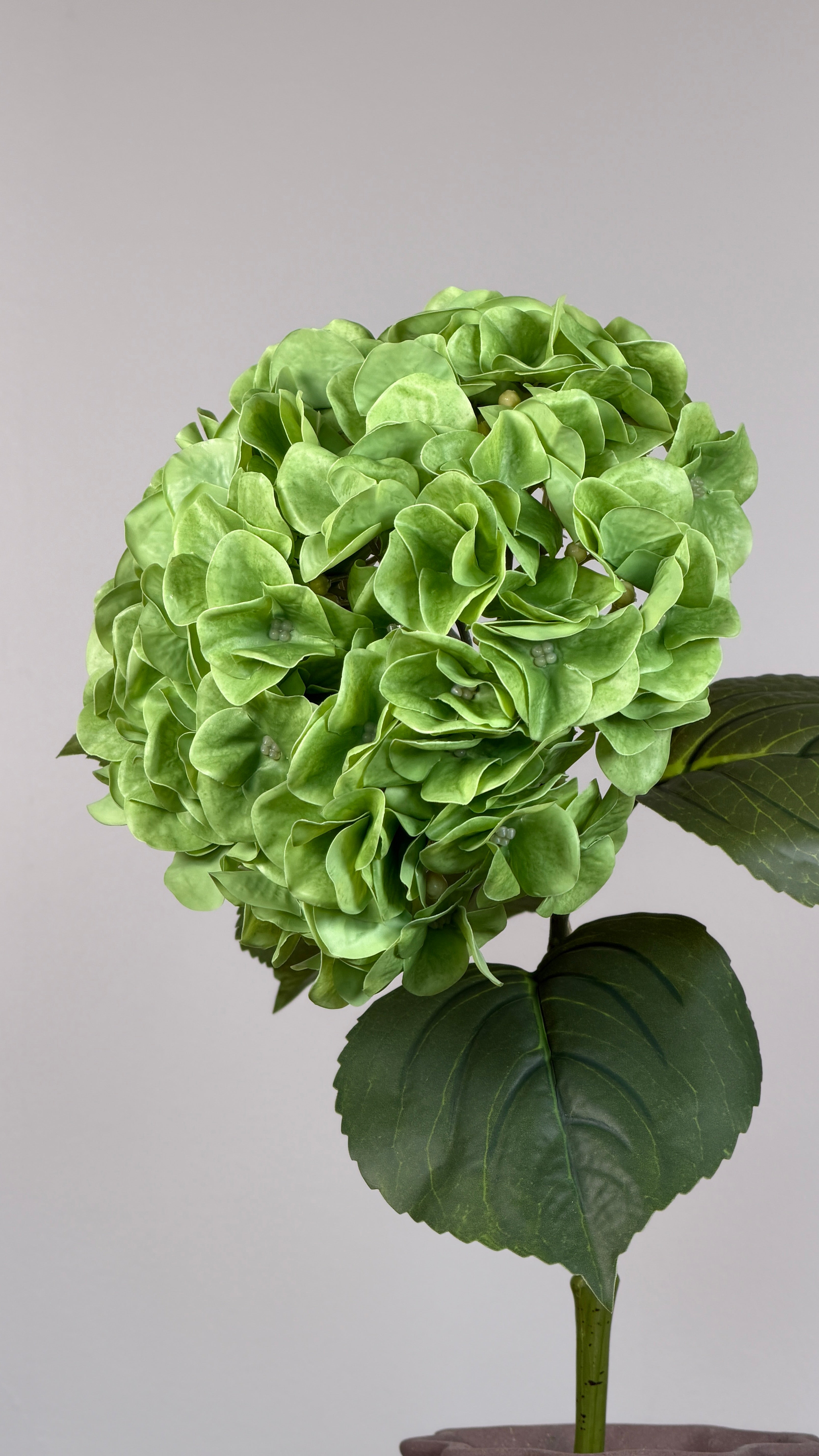 Luksus Hortensia - Grøn close-up