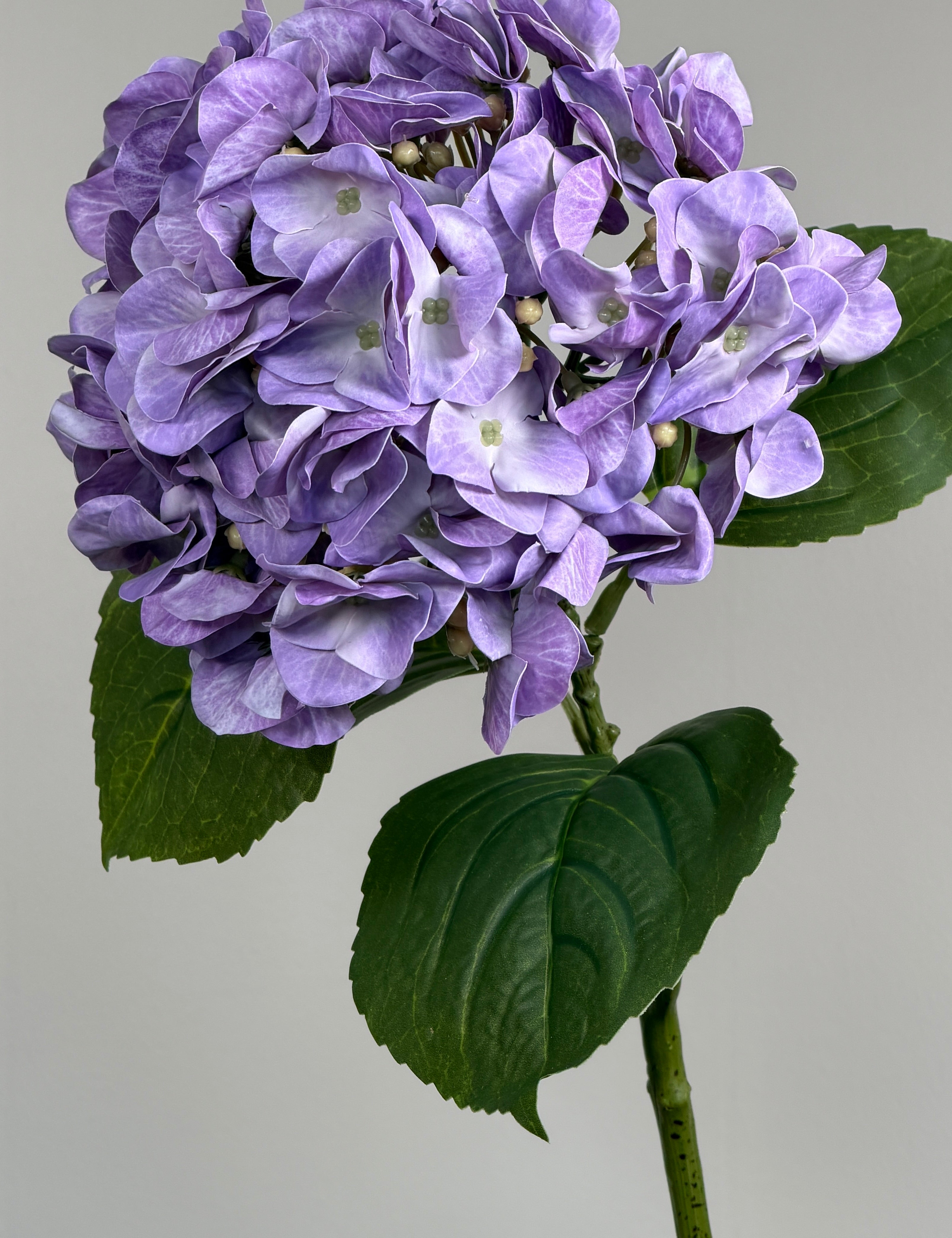 Luksus Hortensia - Lavendel close-up
