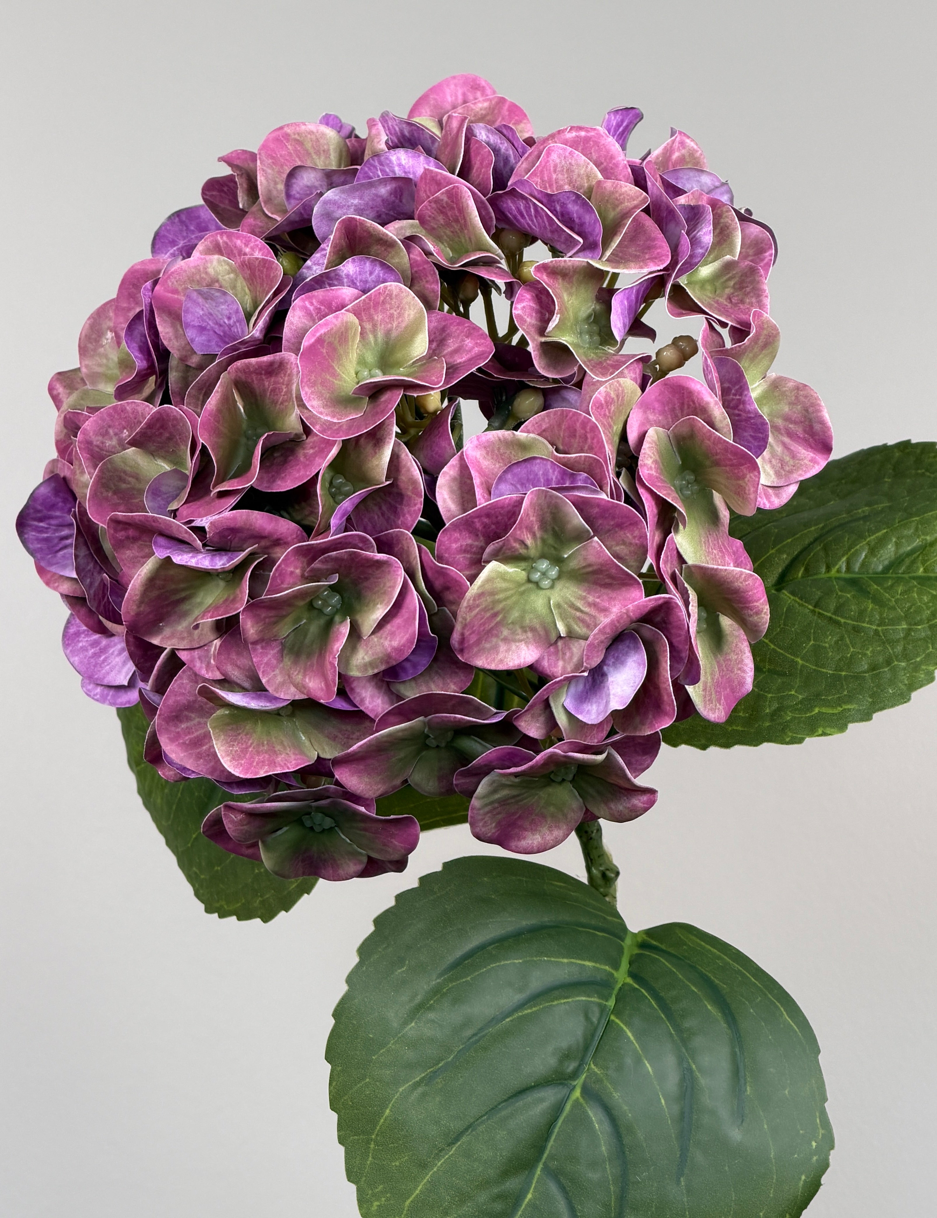 Luksus Hortensia - Lilla/Lysegrøn close-up