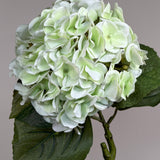 Luksus Hortensia - Lysegrøn close-up