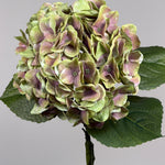Luksus Hortensia - Lysegrøn/Rosa close-up