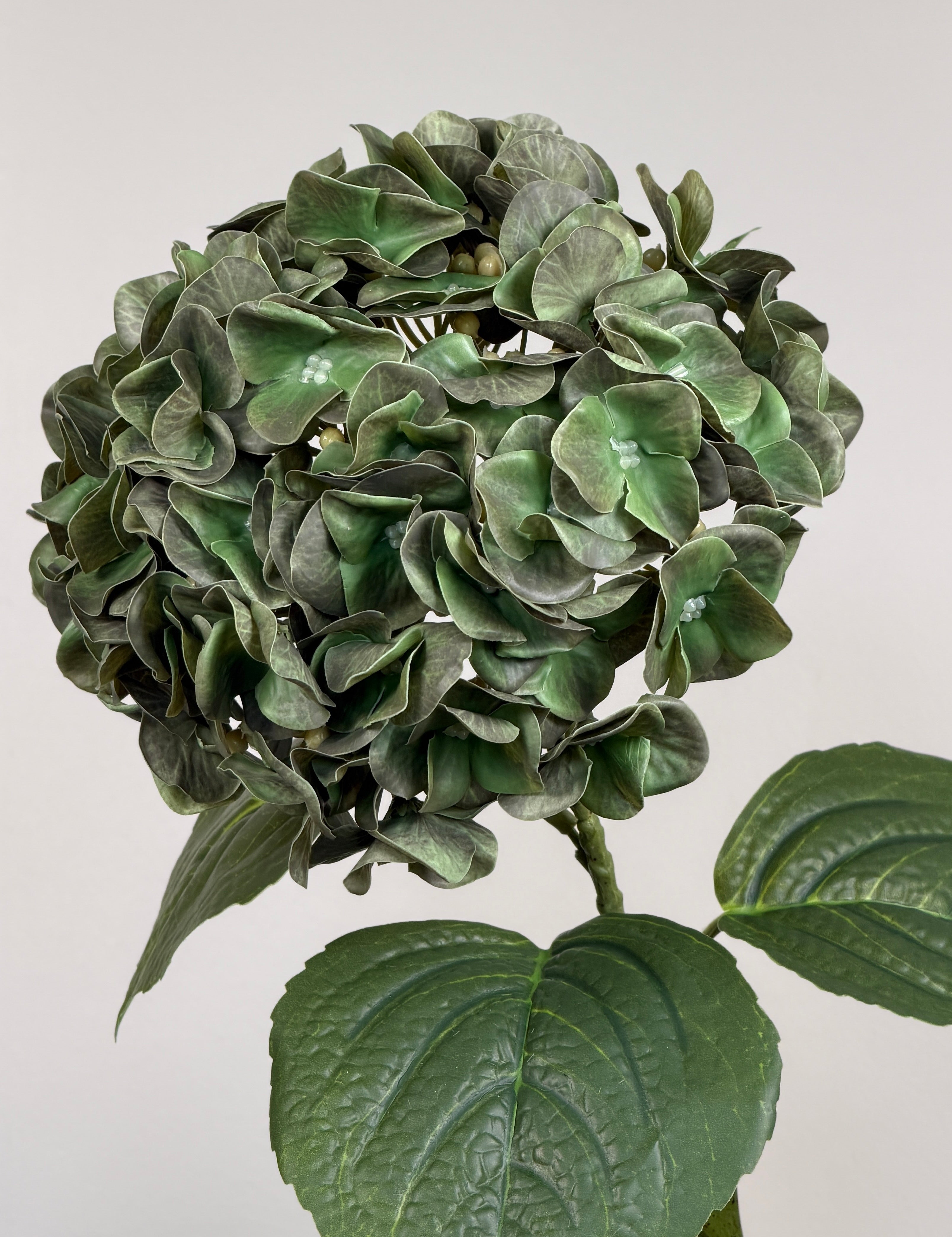 Luksus Hortensia - Mosgrøn close-up
