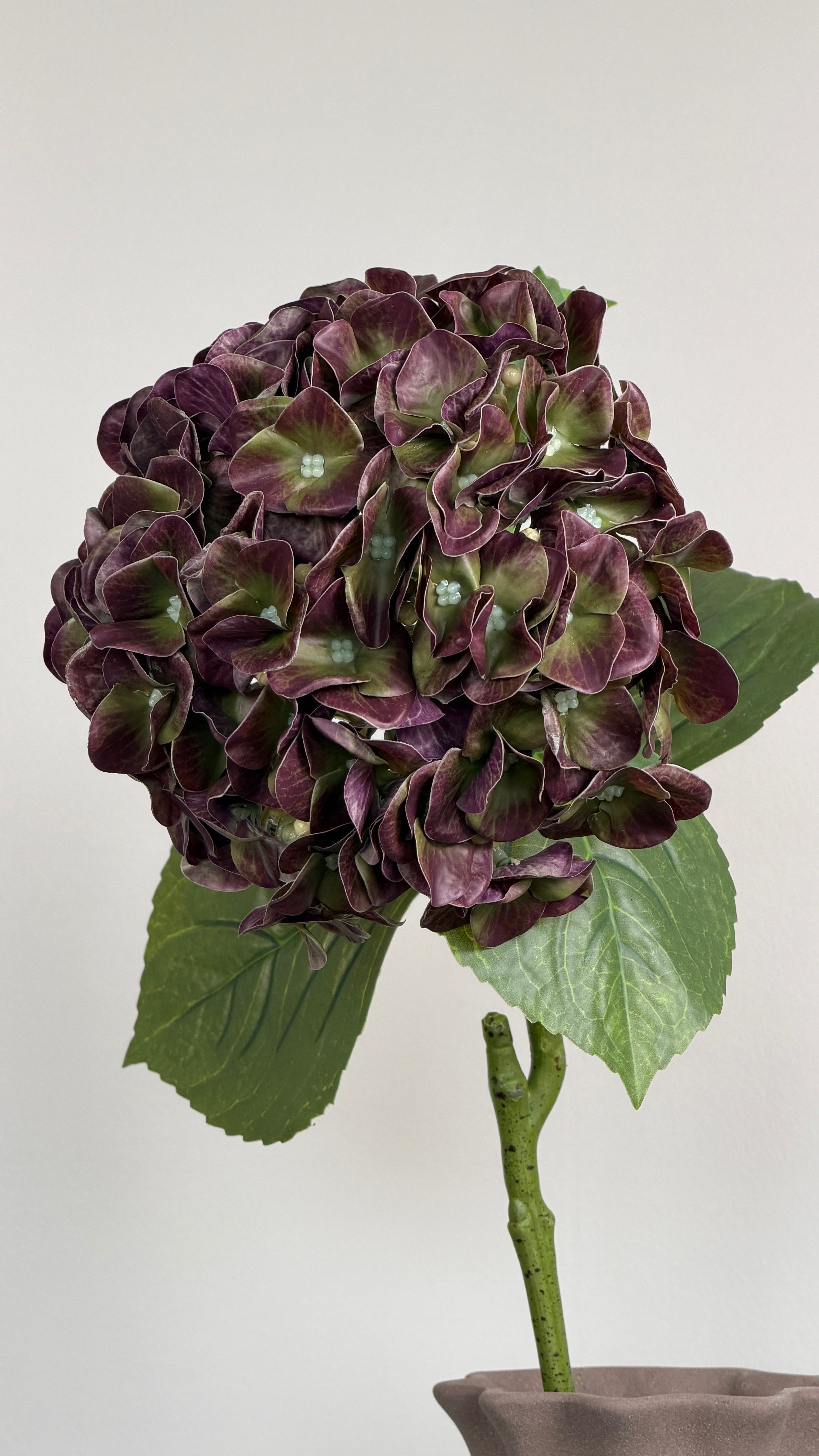 Luksus Hortensia - Støvet Lilla/Grøn close-up