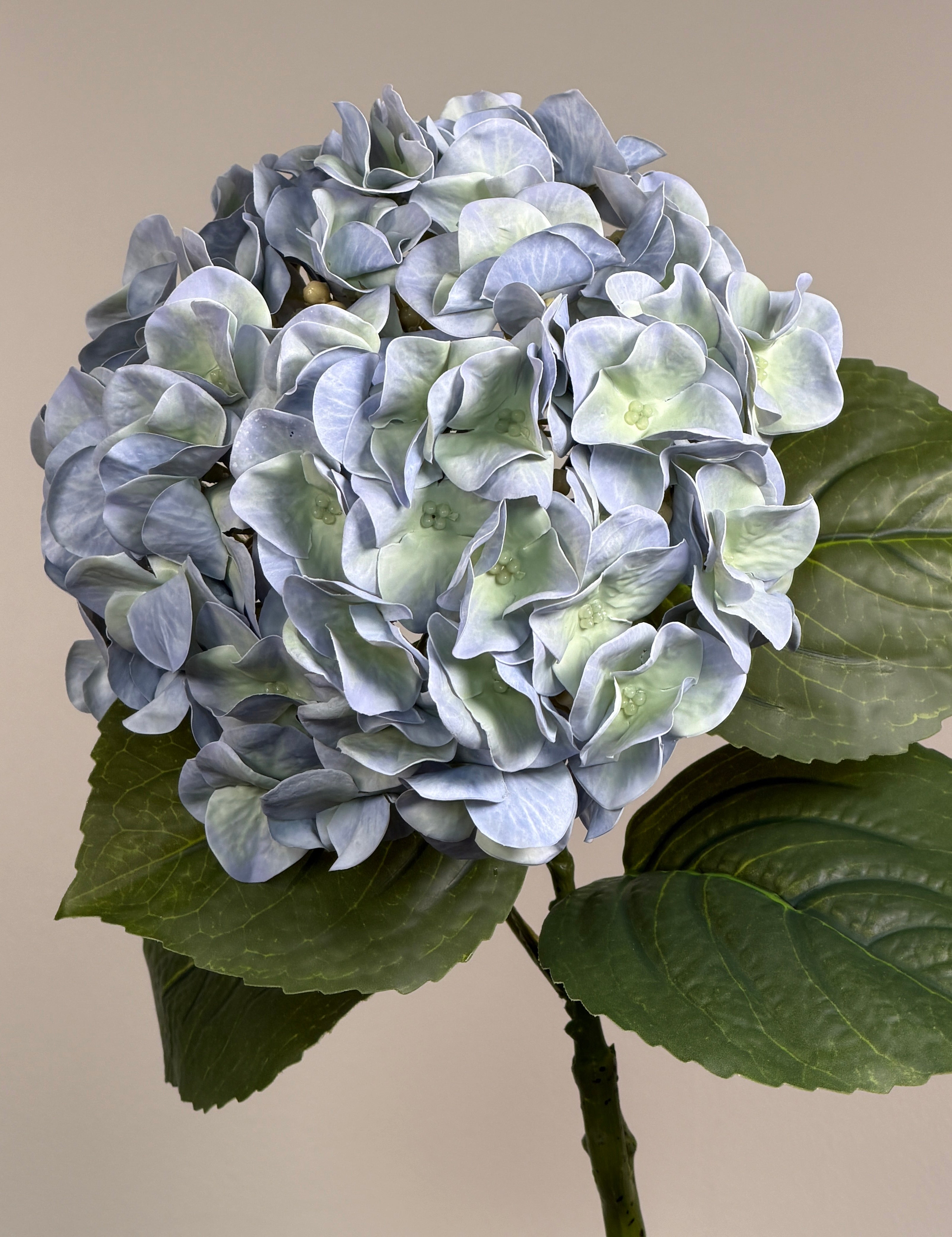Luksus Hortensia - Støvet Lyseblå close-up
