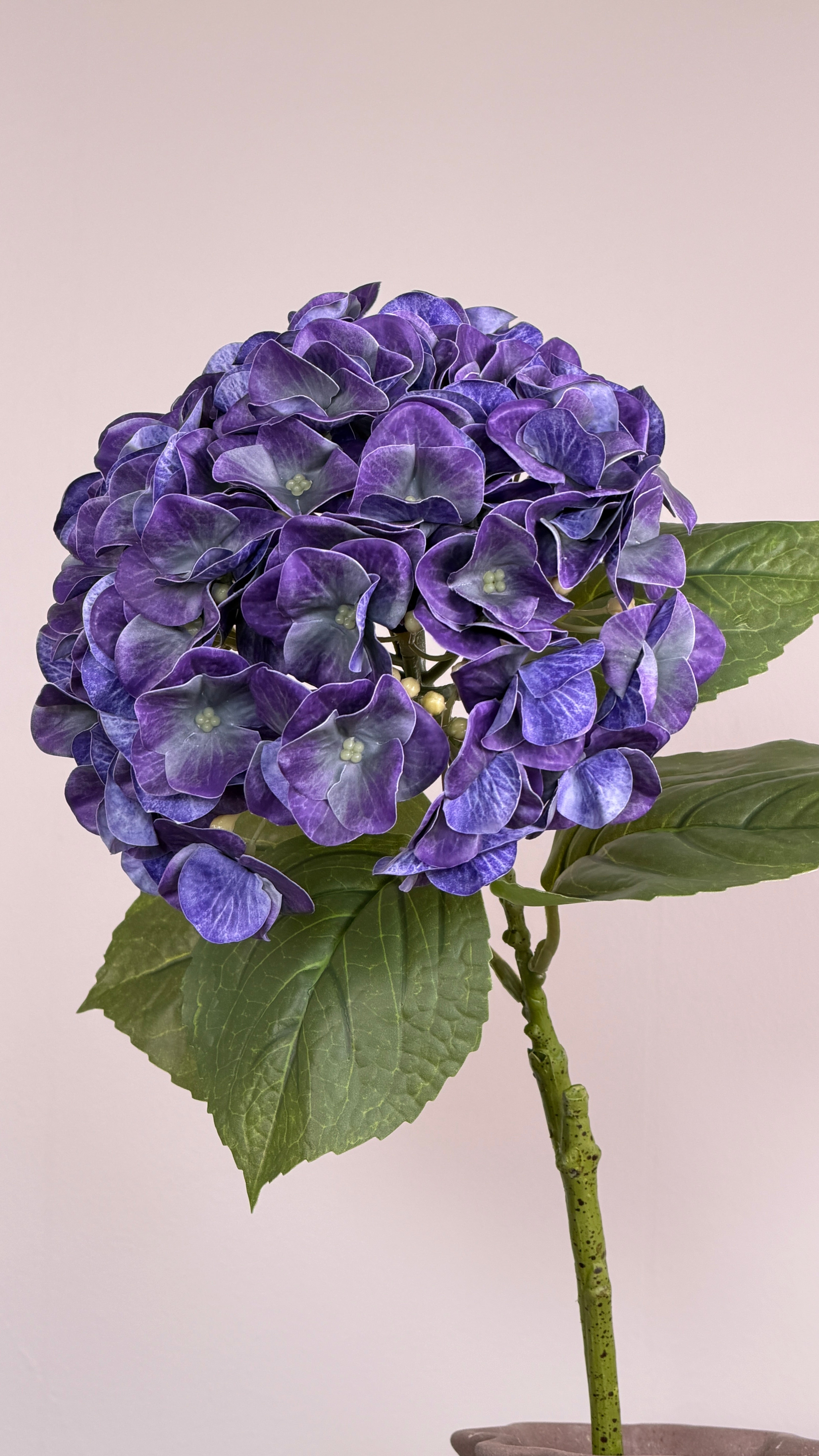 Luksus Hortensia - Violet close-up